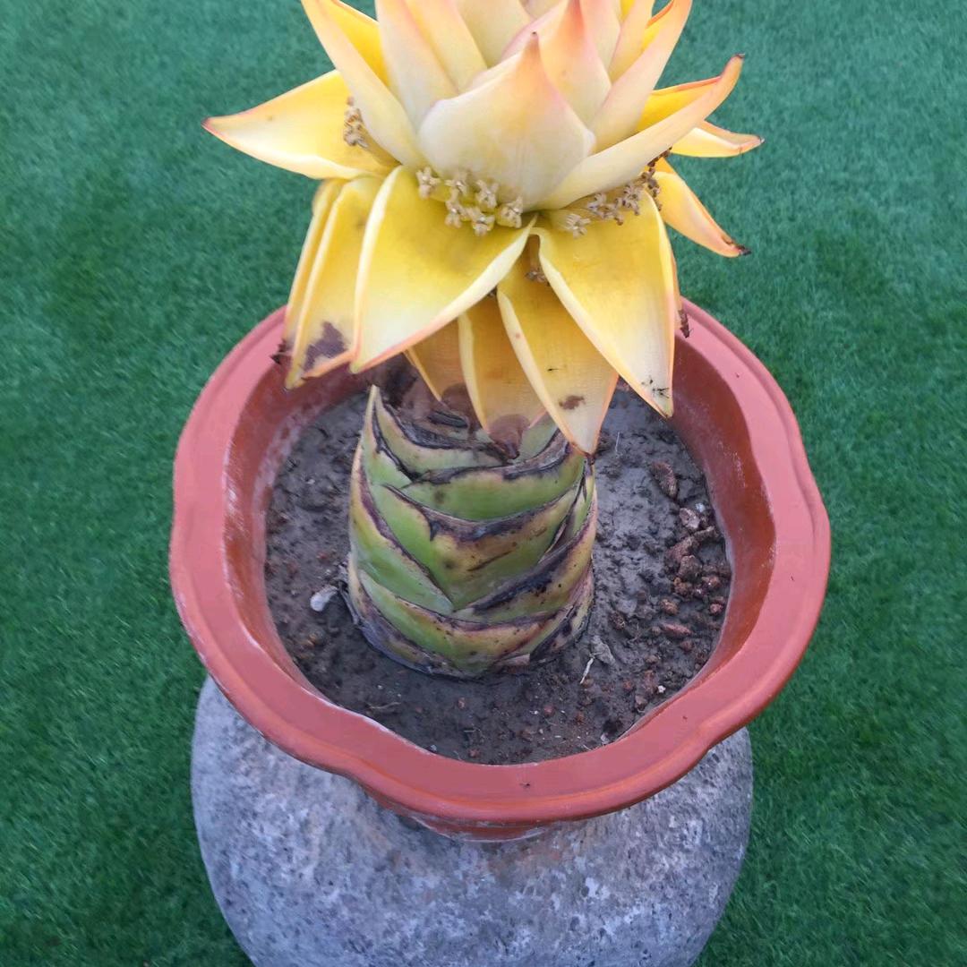 离愁