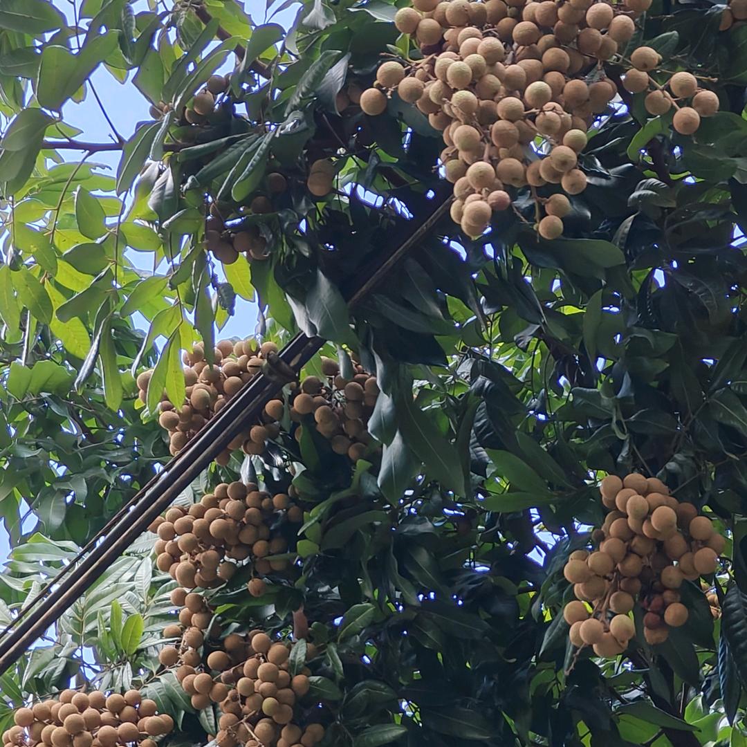 夏影2023头像