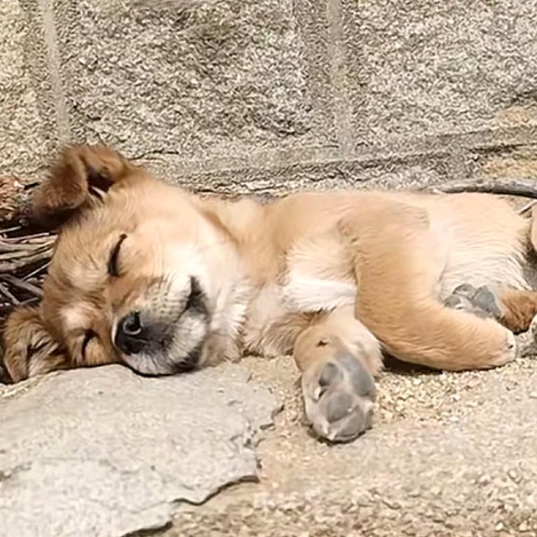 我家的田园犬🐶