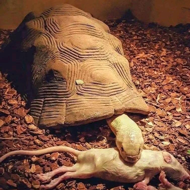 R（200粉丝送ig）