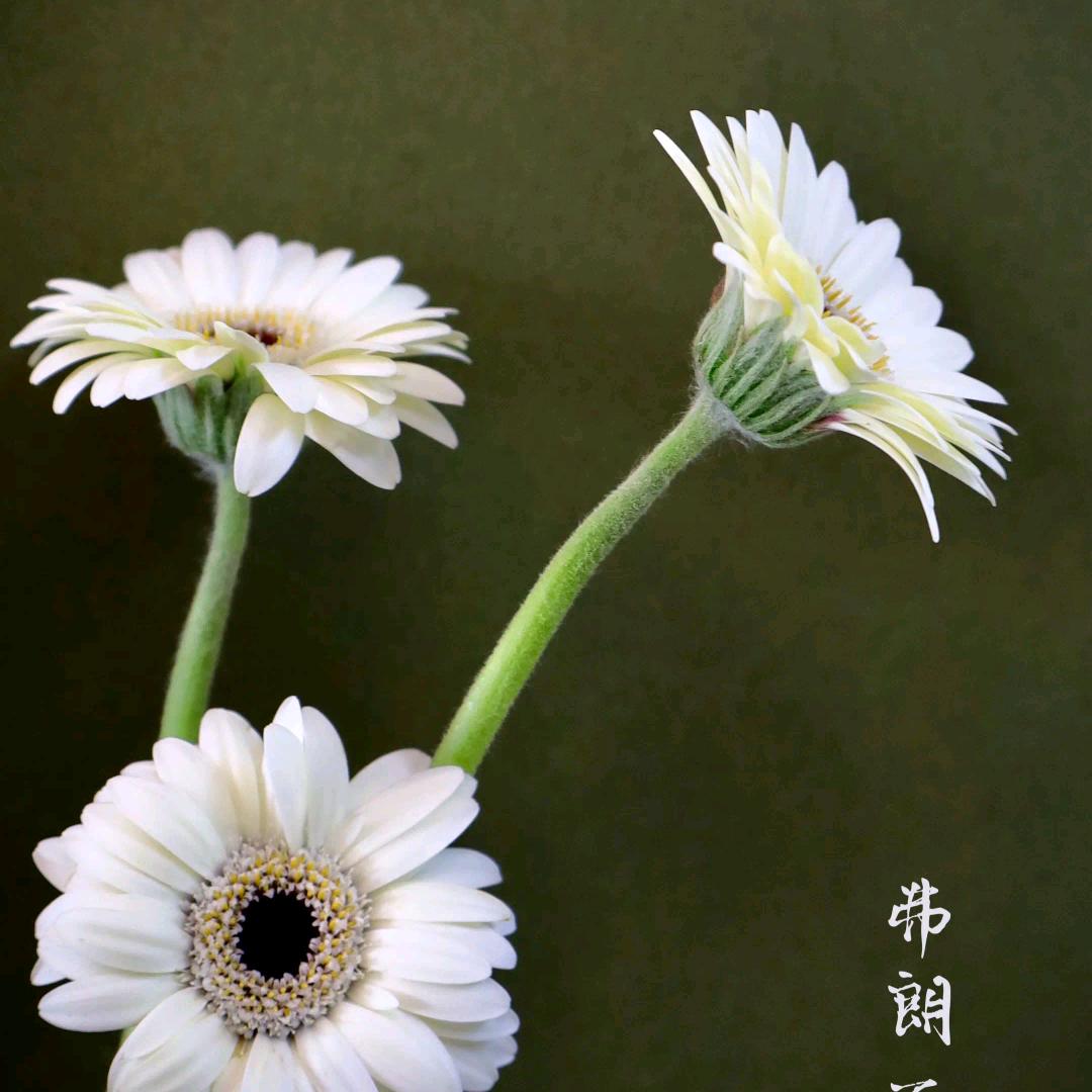 Xi Baoer 🧘 ‍