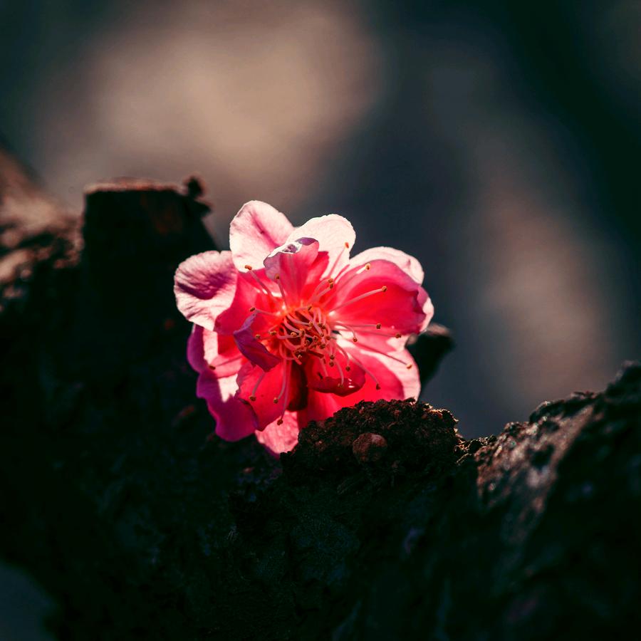 农庄烧烤铜锅涮