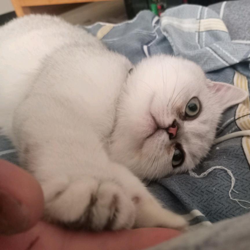 福娃