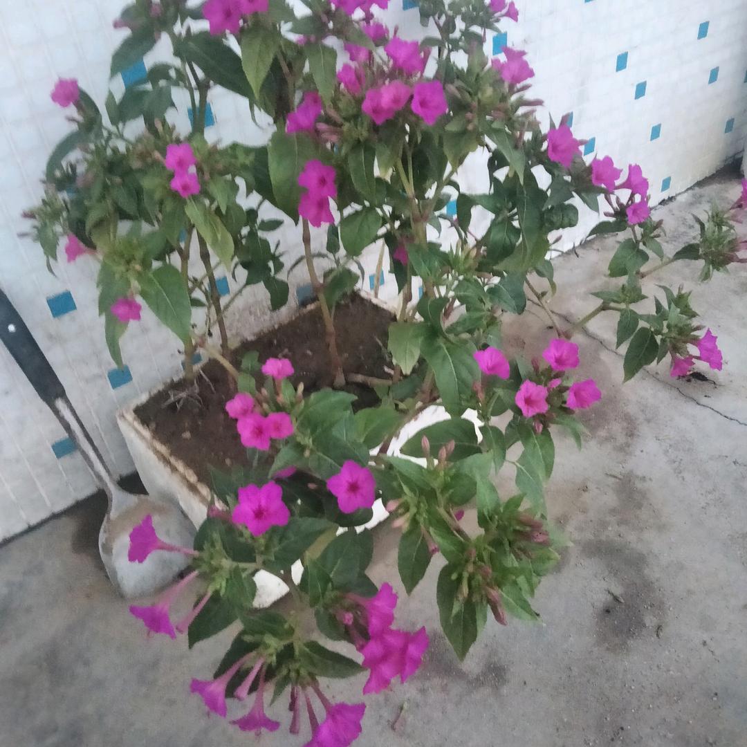 草上飞