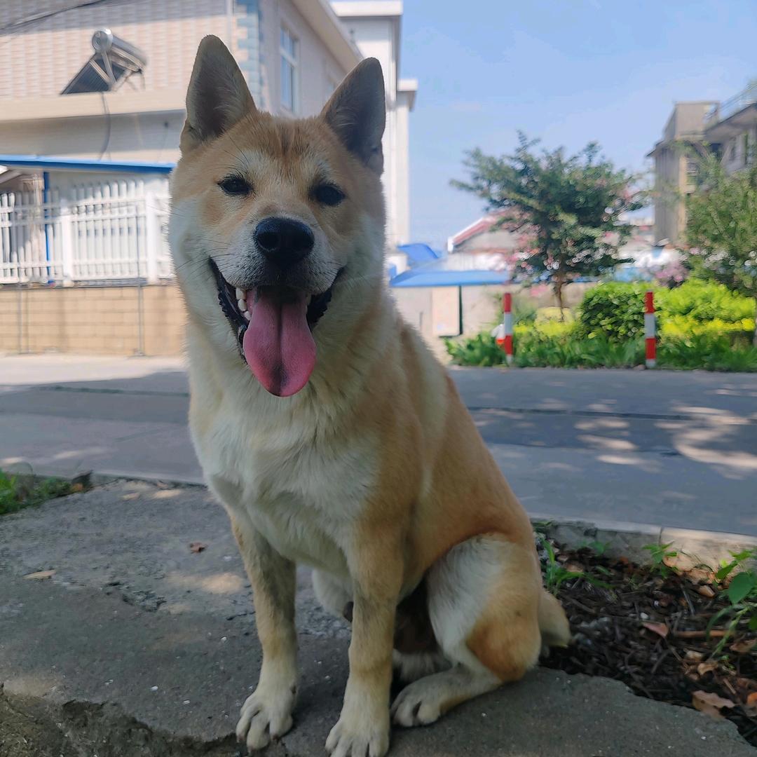 元宝是只田园犬