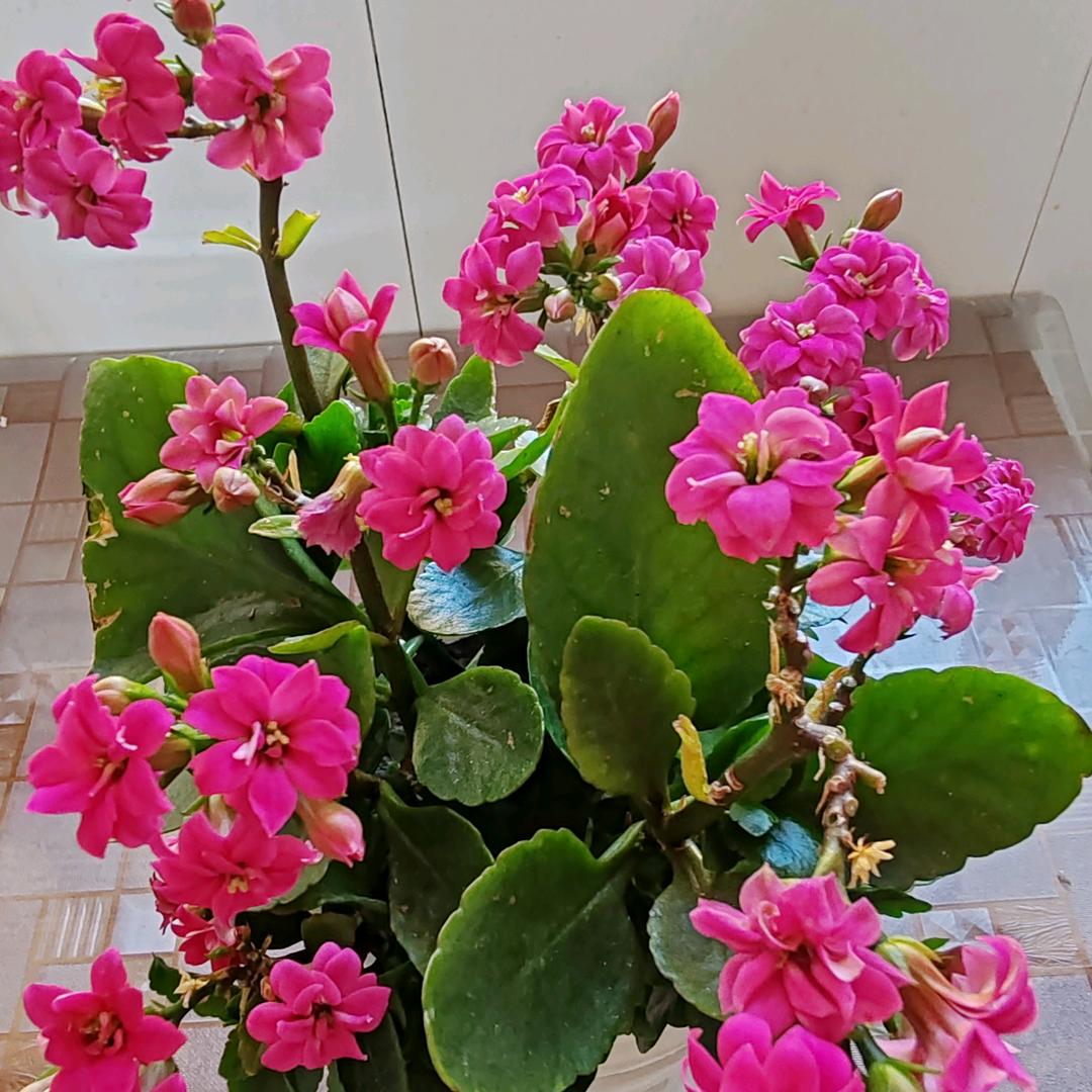 红玫瑰🌹