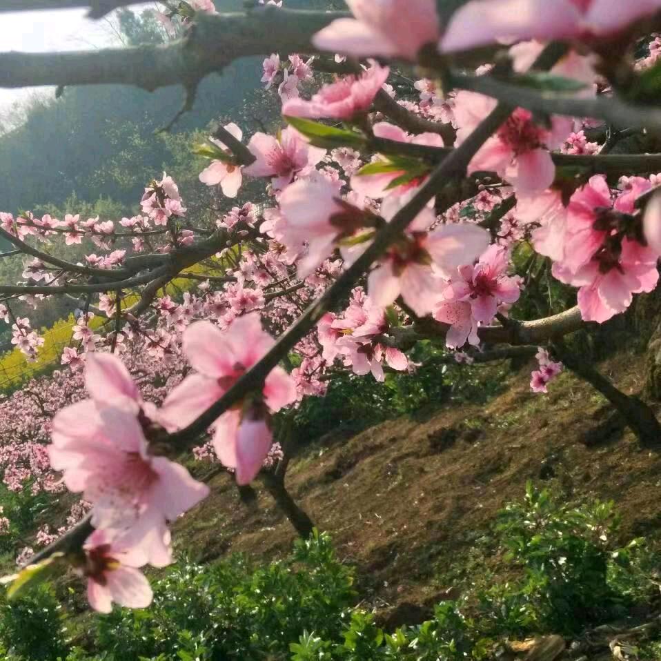 初心依旧