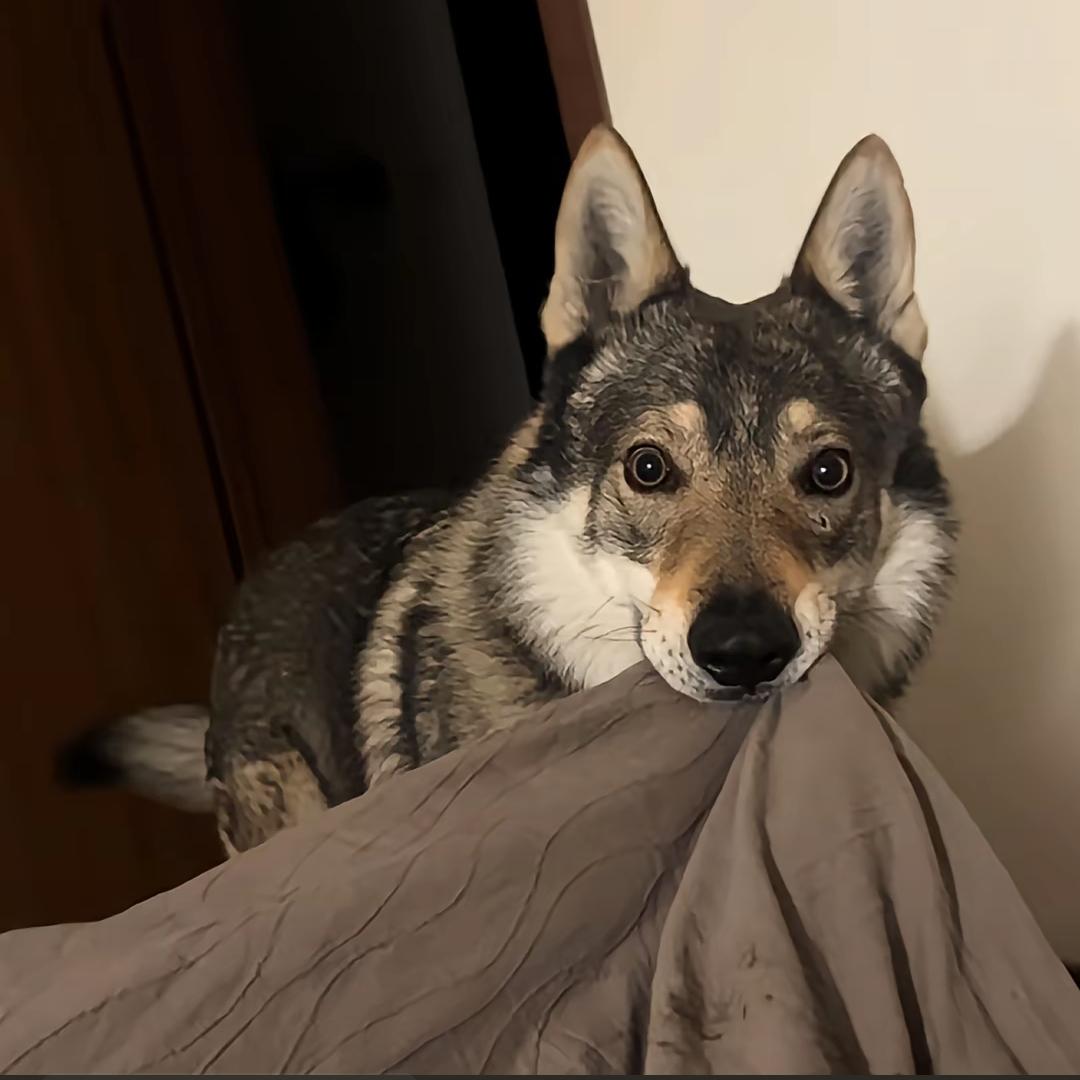 乡亲们（在上学路上见过黄子版）