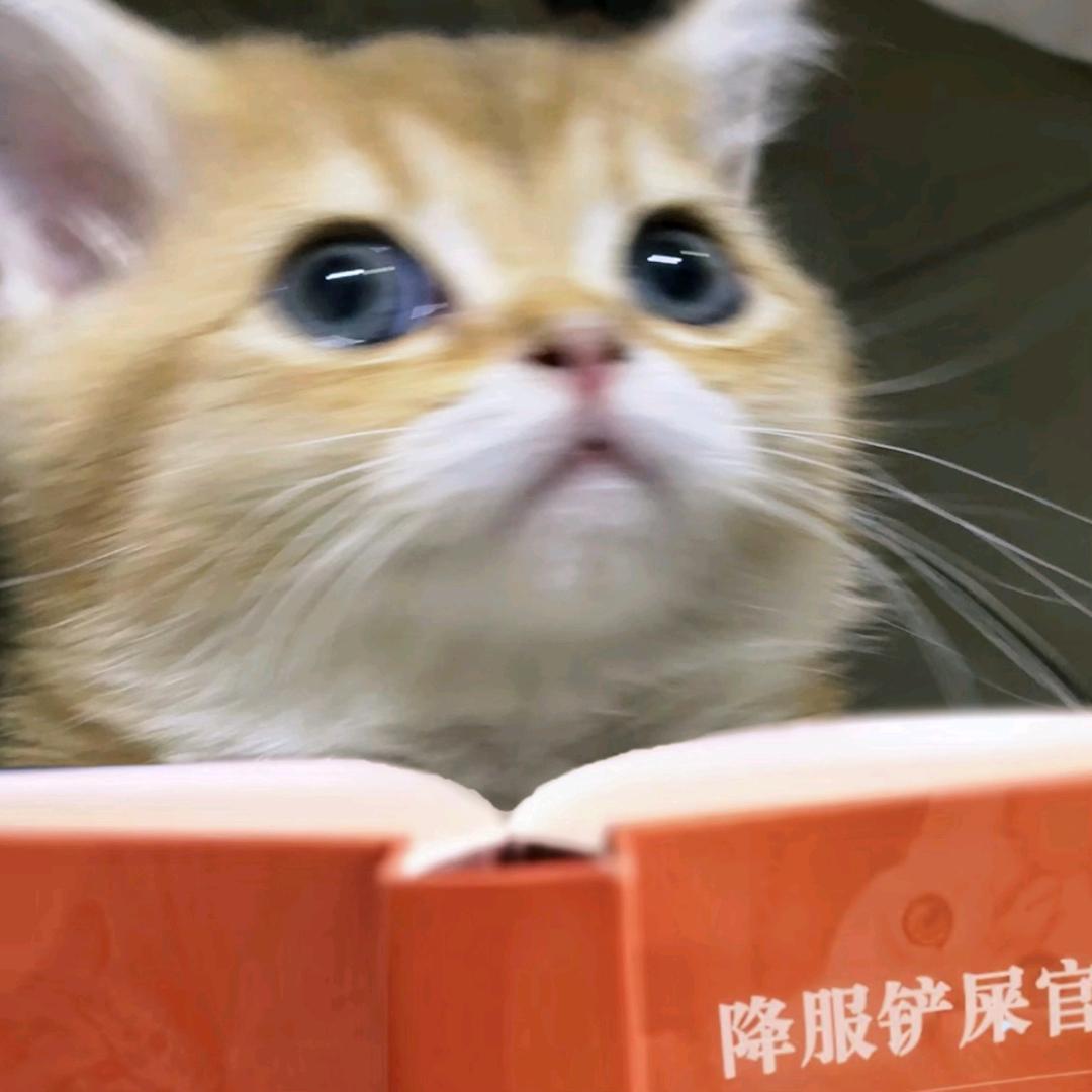 金豆逗与平小呆