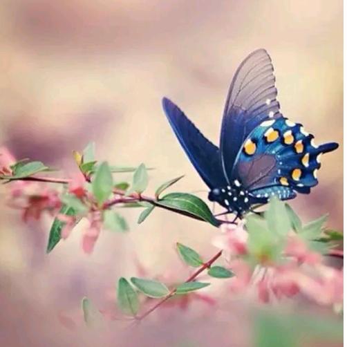 花蝴蝶儿🦋🦋