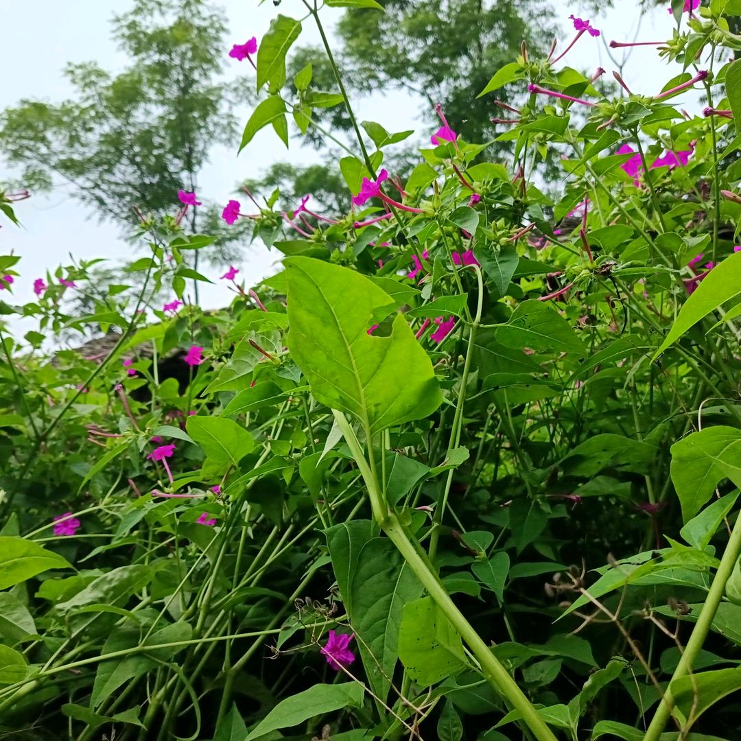 泽泽种业