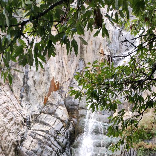 寒菊不与百花争宠