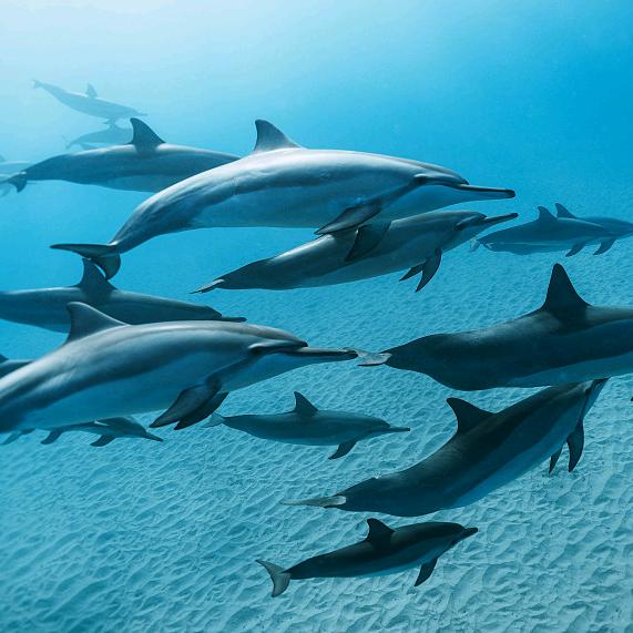 一天到晚游泳的鱼