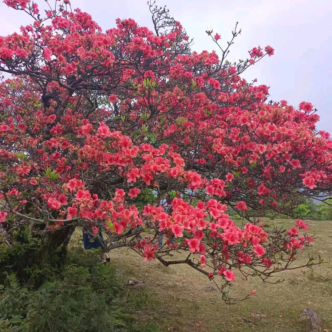 ٩(๛ ˘转身 ³˘)۶💐{陌路🦋
