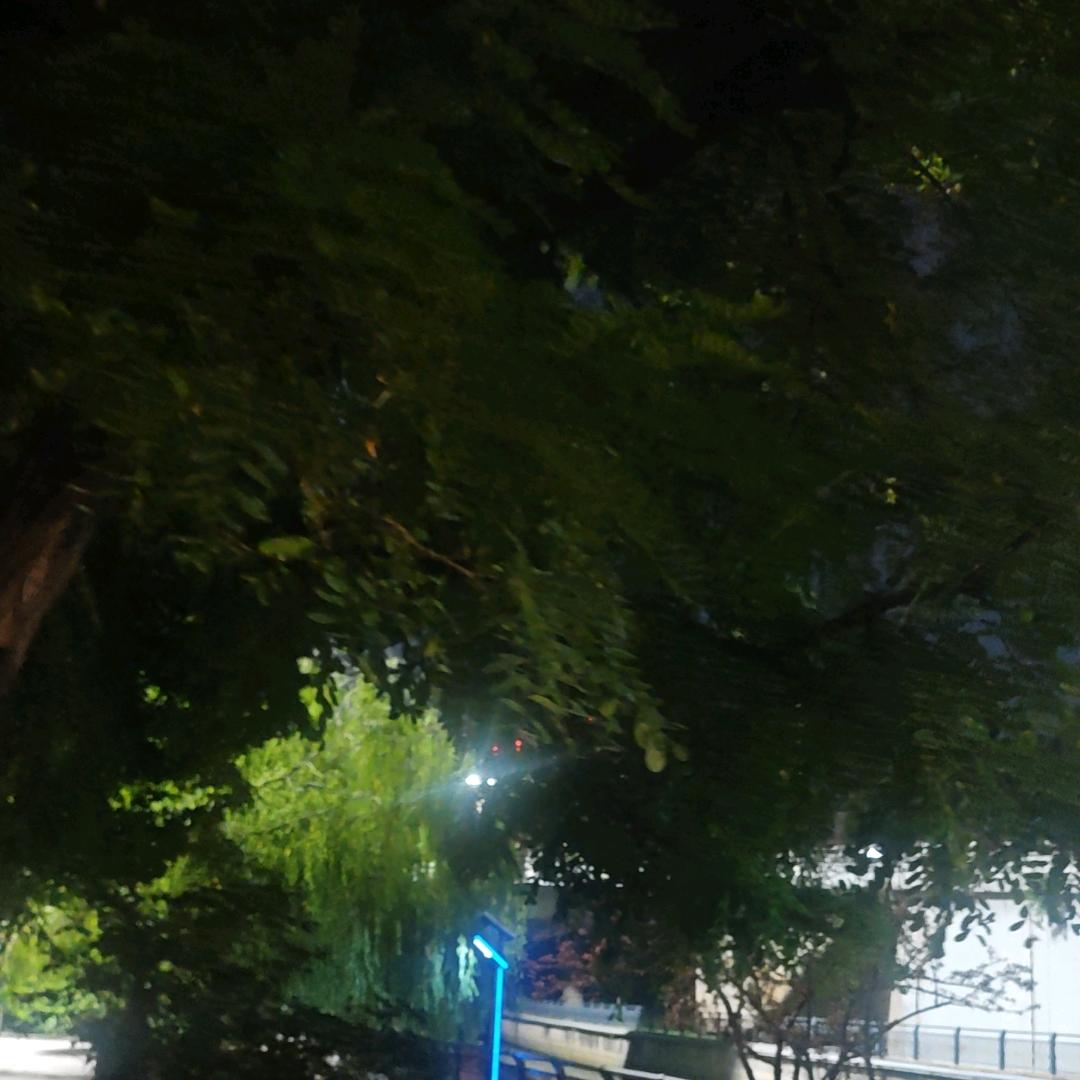 会飞的鱼