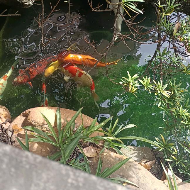 顺利顺利