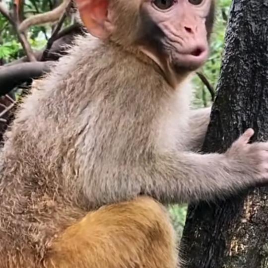 看猴子彩蛋