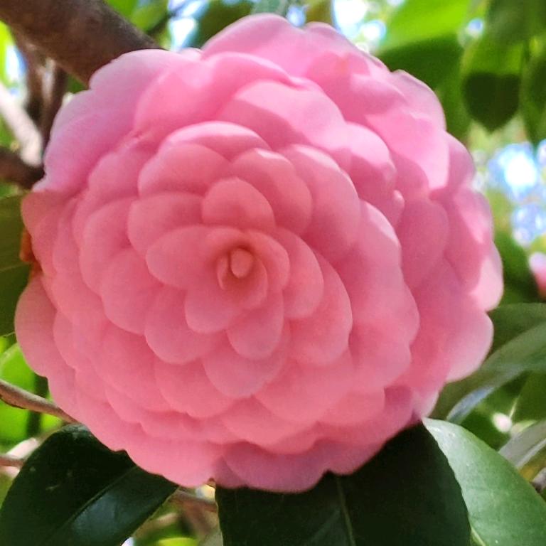 玫瑰