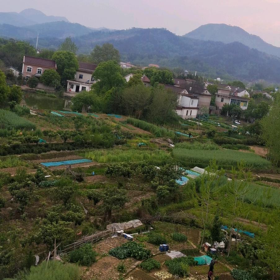 蓝鲸鲨