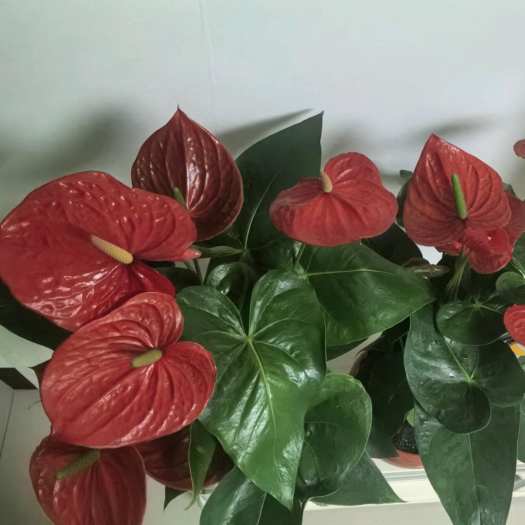 🌾勤心莫退🐰