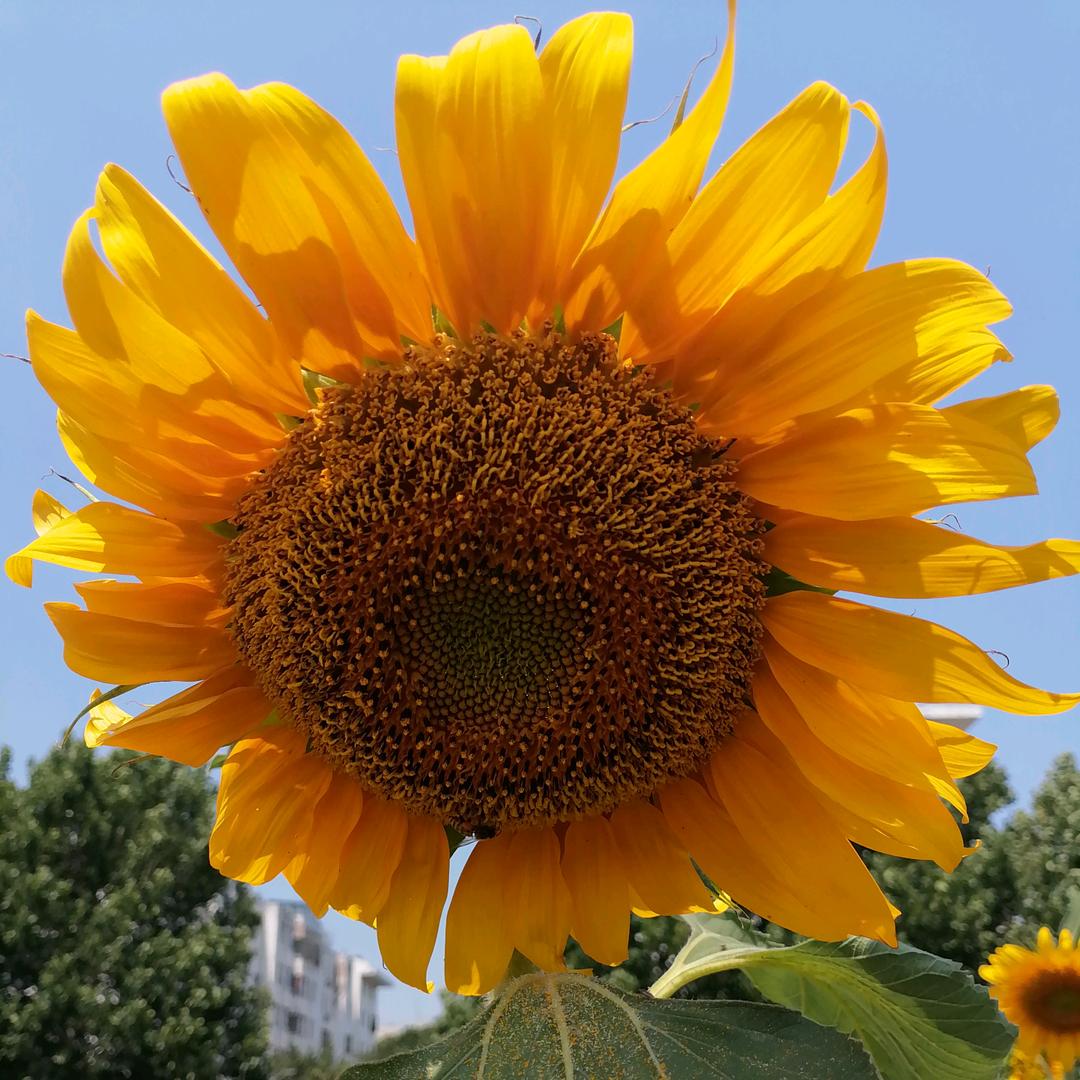 好育林誉林唐老师