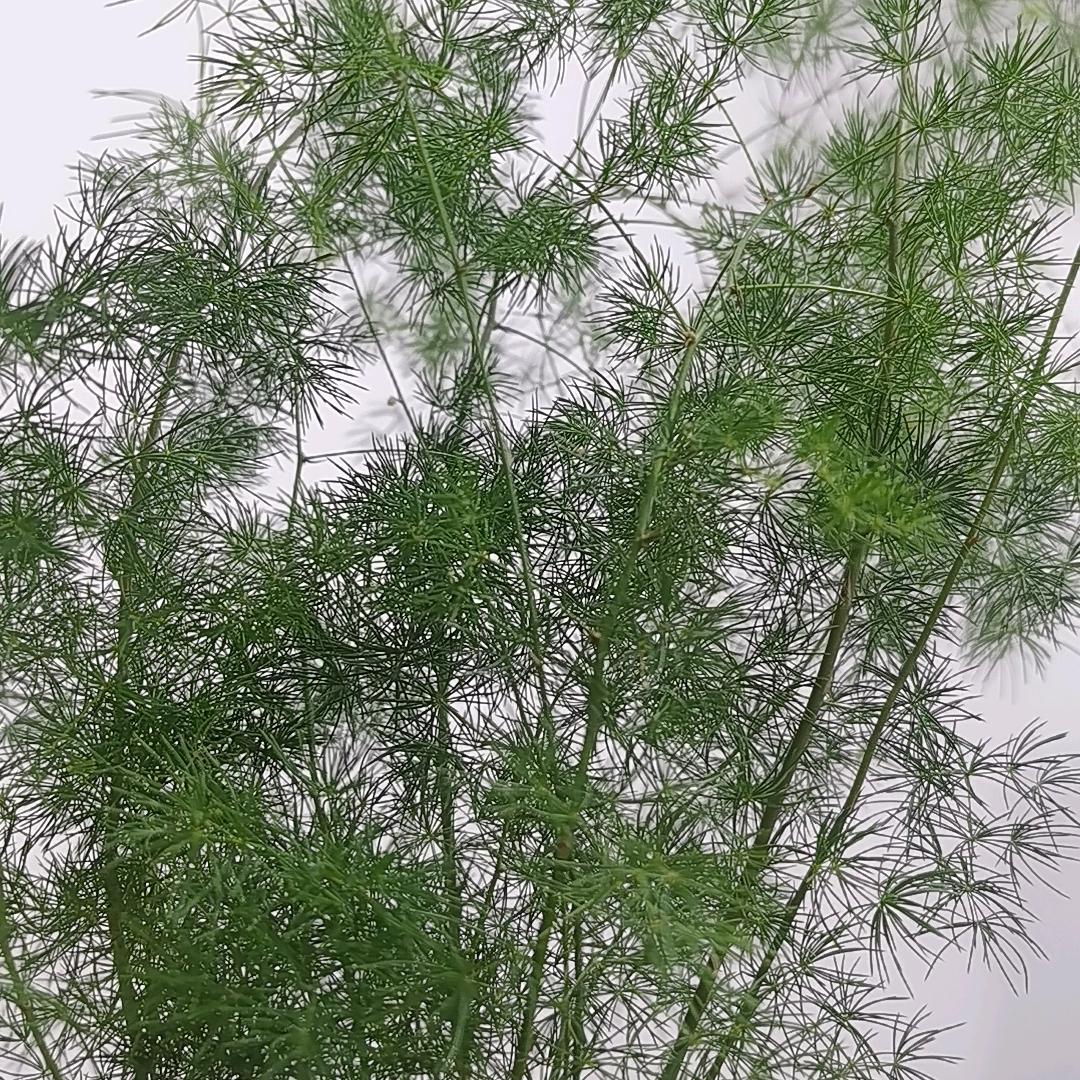 闫良二姐聚麻阁棋牌室。