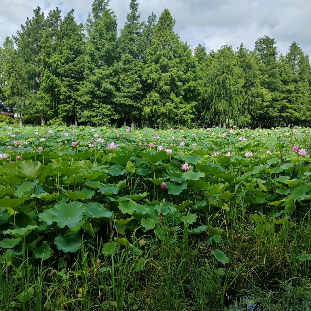 你最珍贵🍉