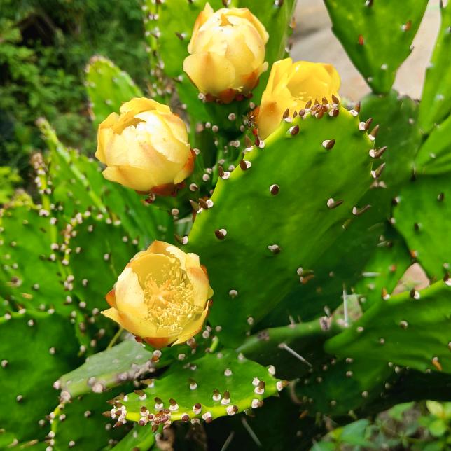 ℳ爱财ꦿꦿꦿ爱己ღ᭄  十字绣成品出售