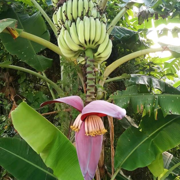 想你的风还是吹到这里