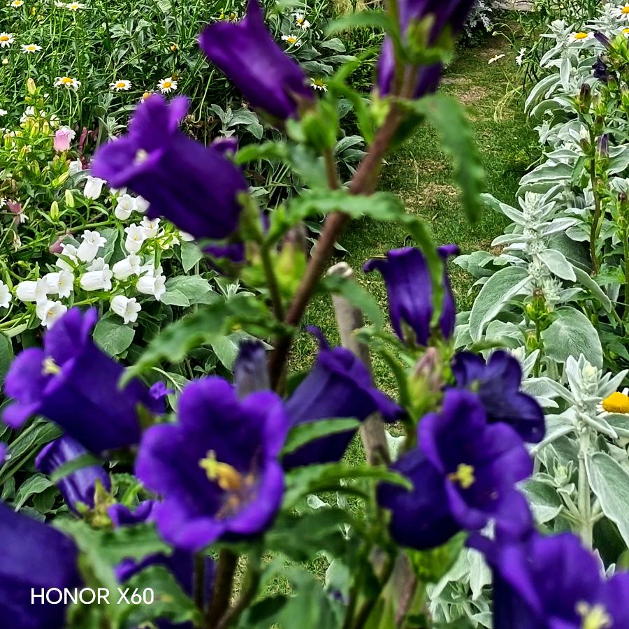 不施肥的庄家汉