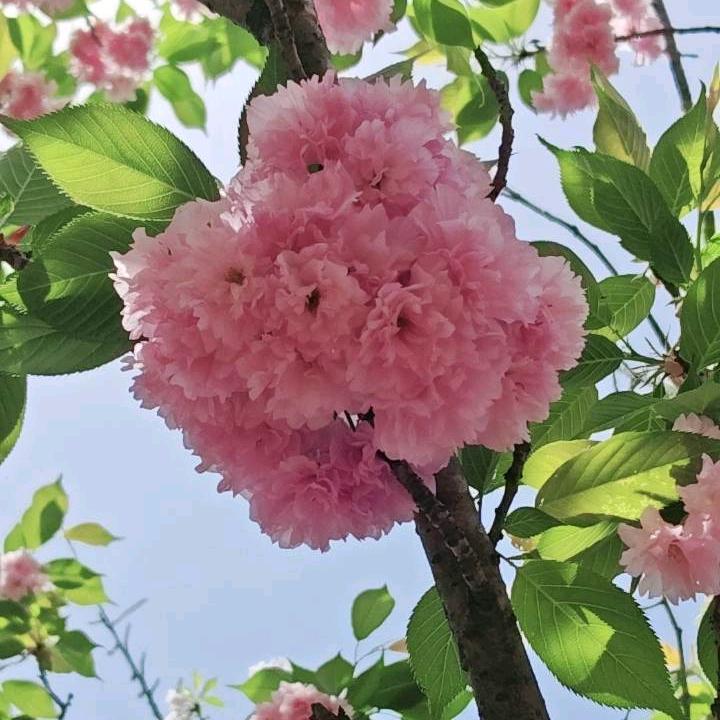 执念（淡然一笑）👸