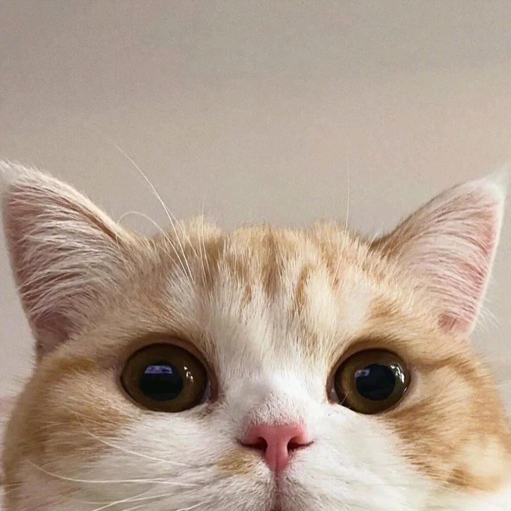 一只胖橘🐱