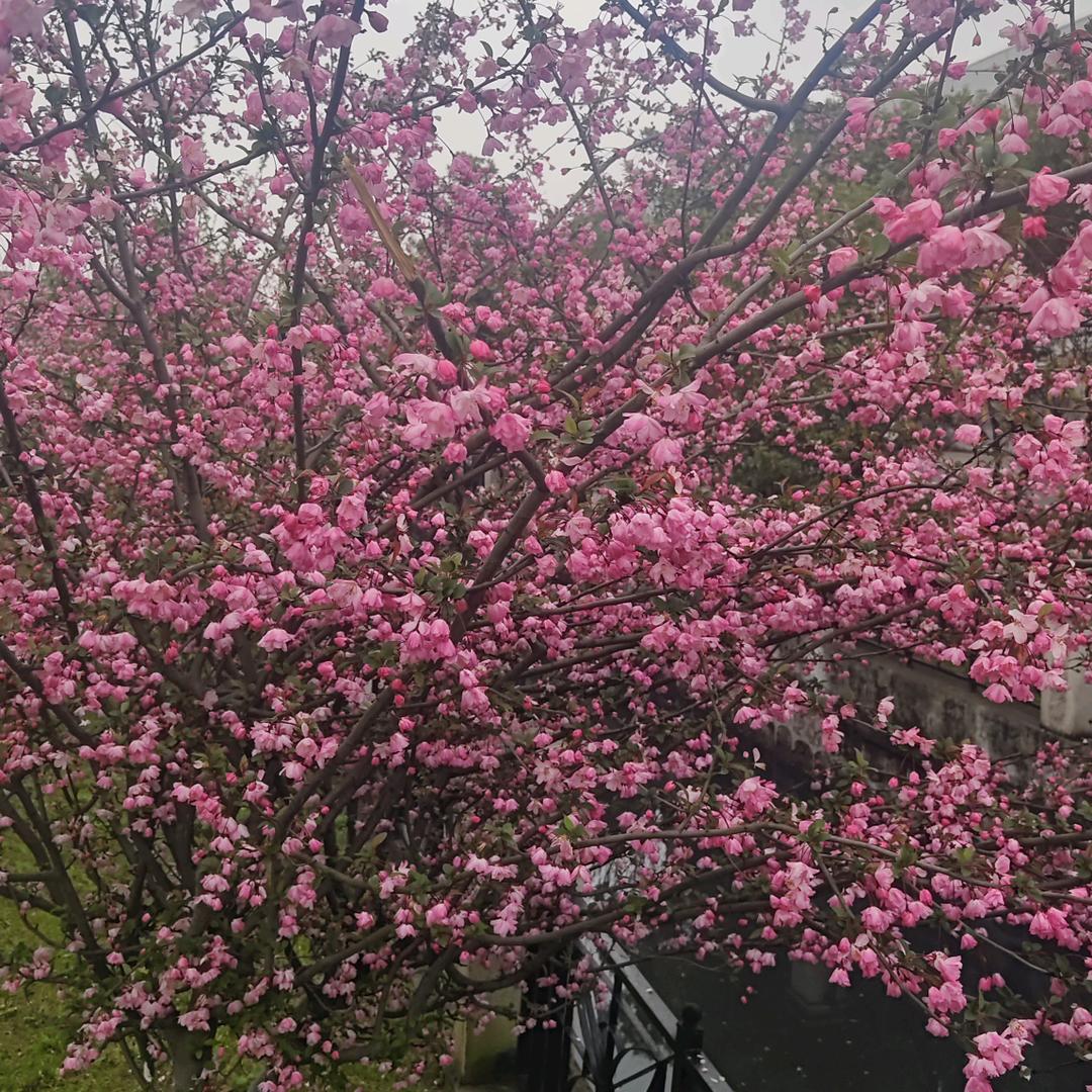 雨落成空