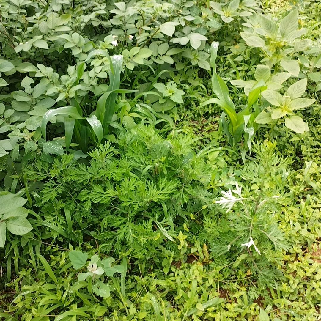 扯皮，528