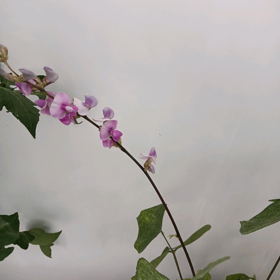 人生如戏