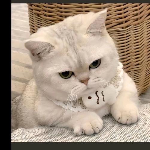 吃猫的鱼🐠🐠🐠