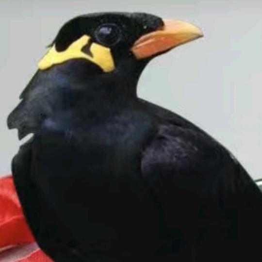 豪情顺风顺水716