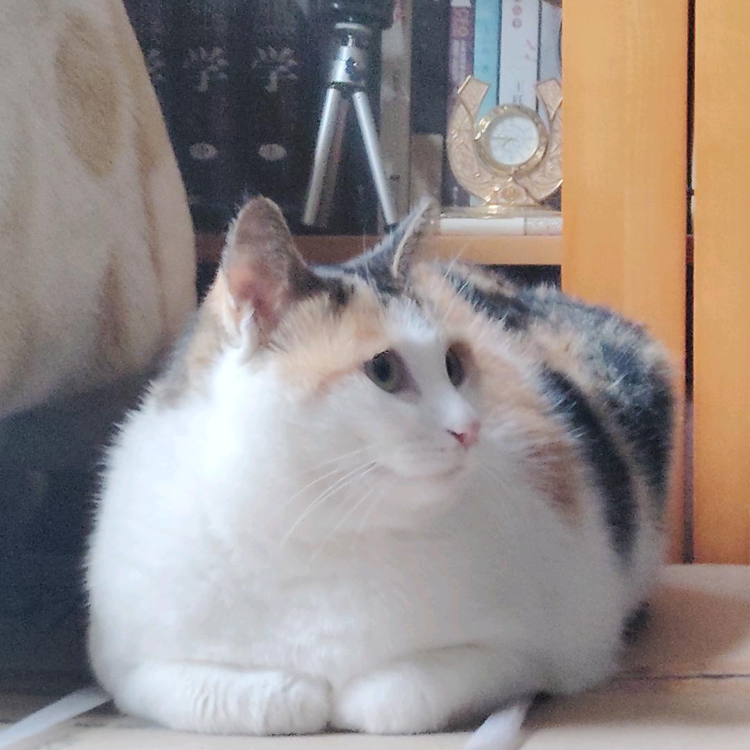 美美