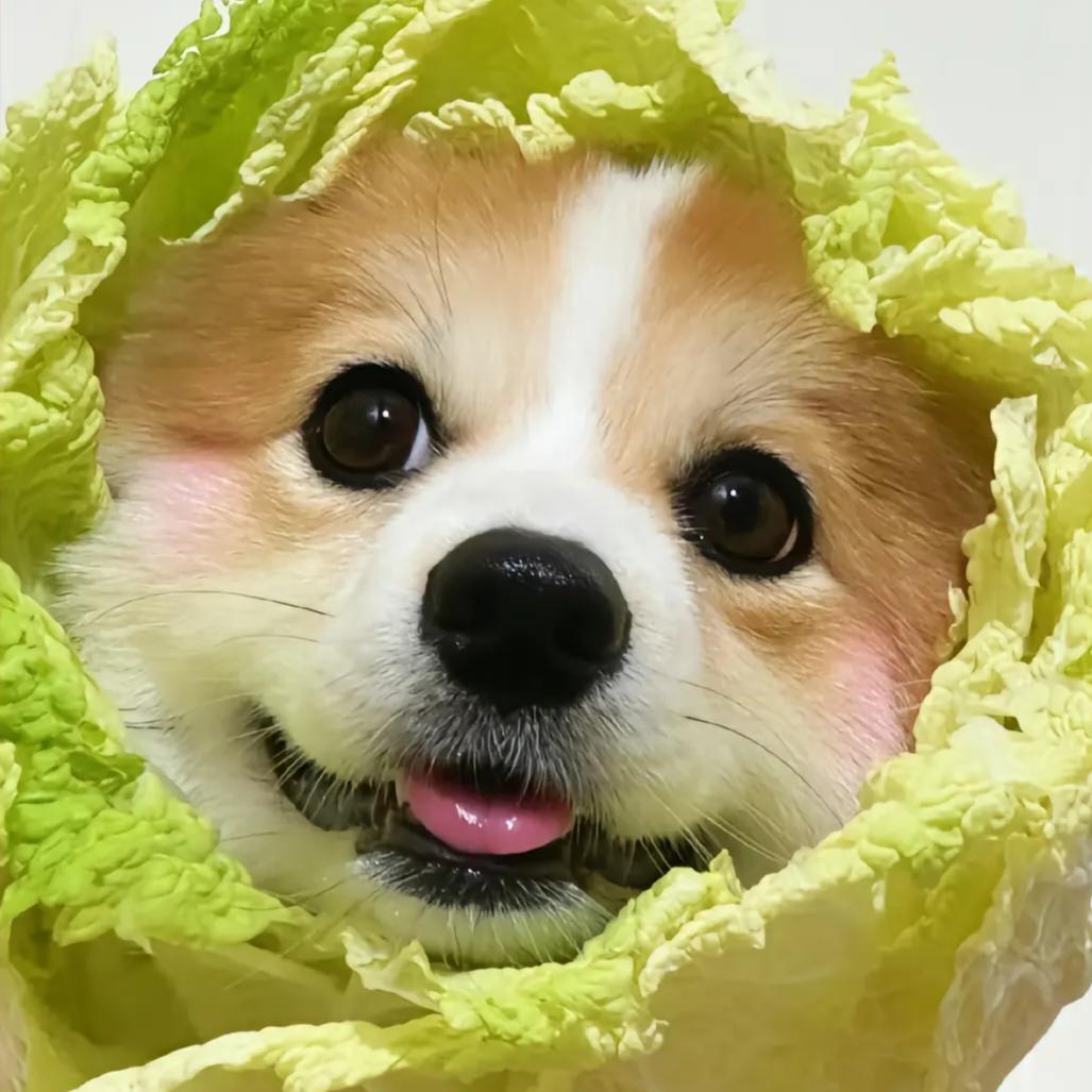 镜头里的毛孩儿