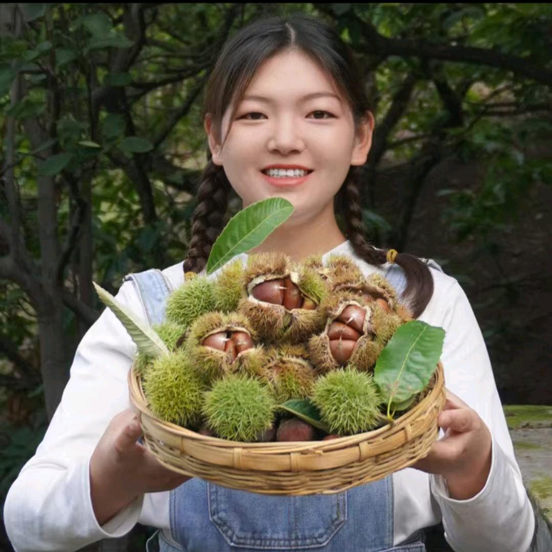 小苗家老树栗子