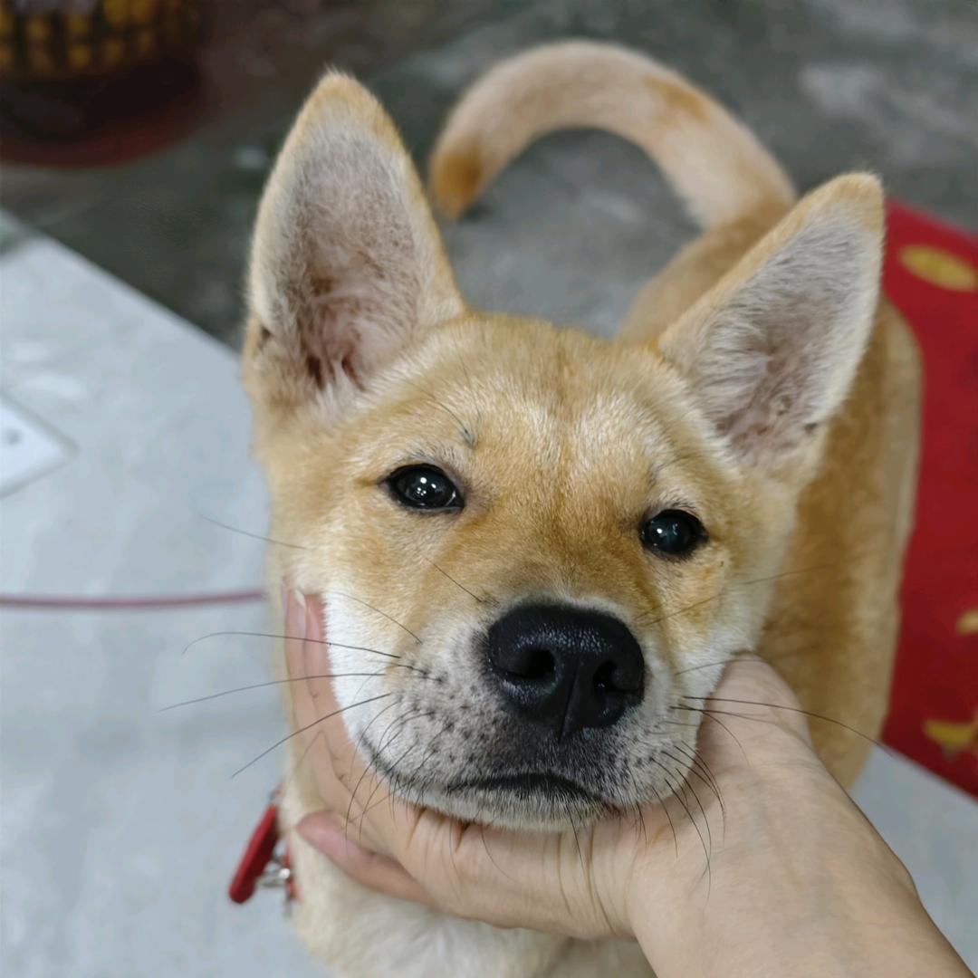 我的狗子叫旺财