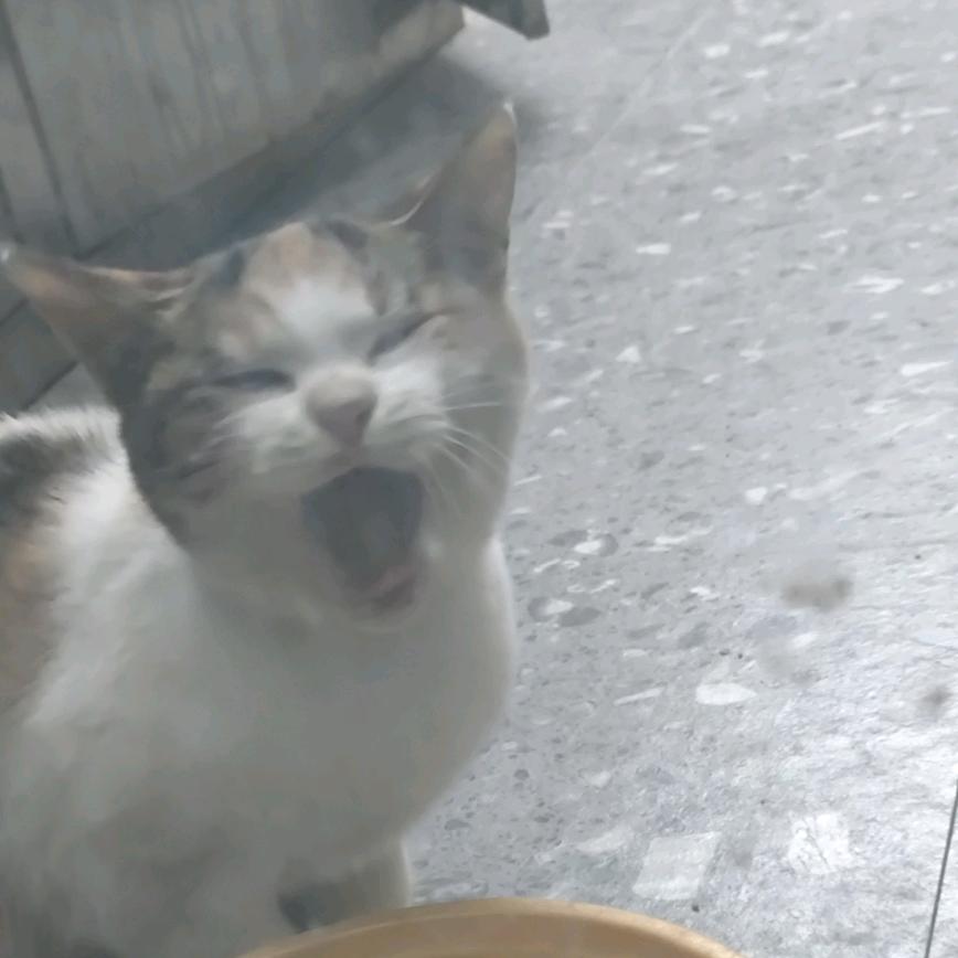 卡卡真香