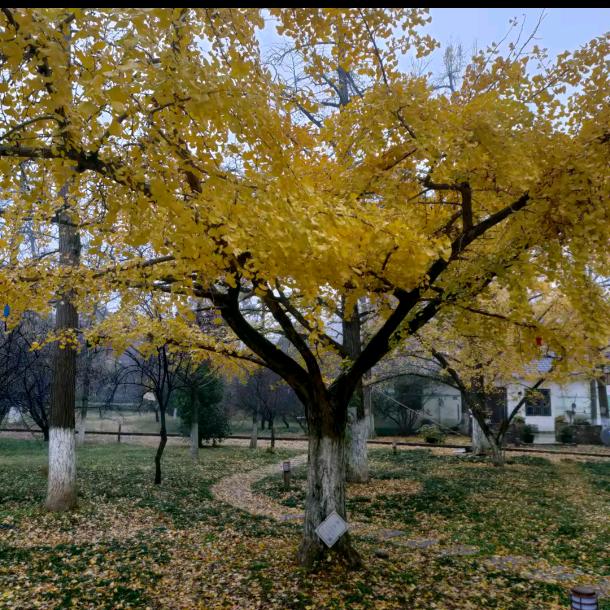 🌿一露向钱🌿