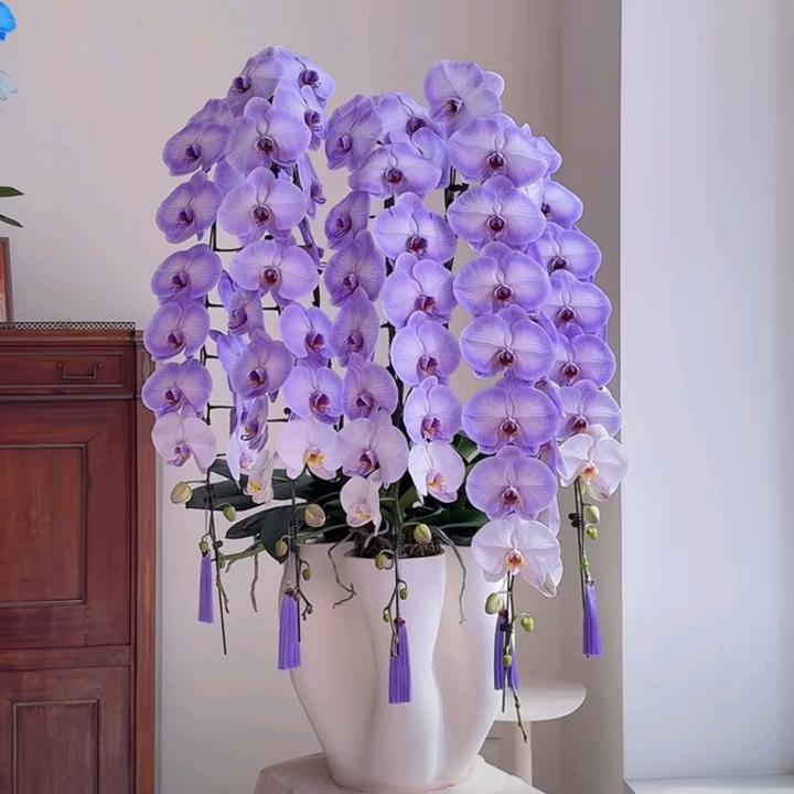 宇桐花阁