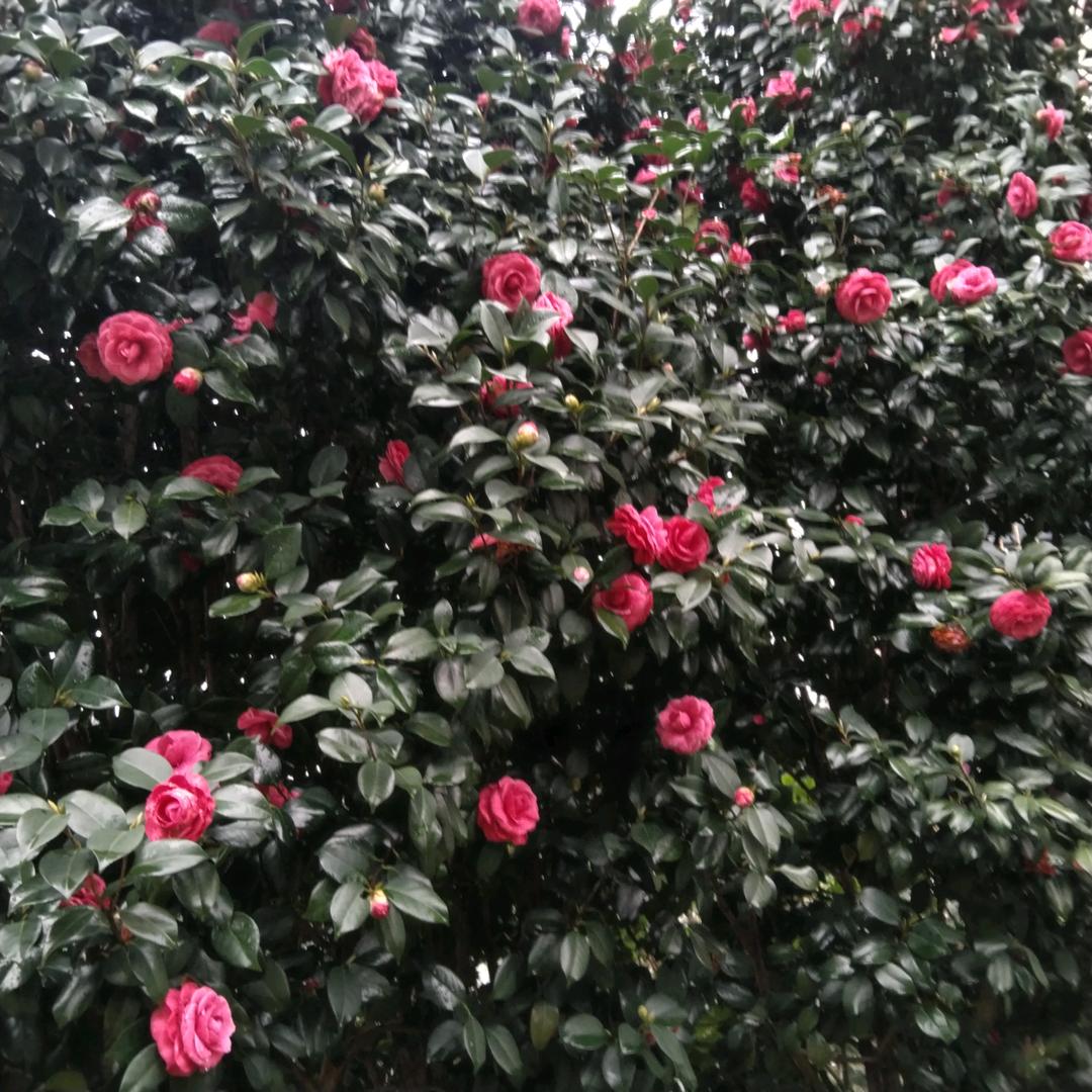 雪花飘呀飘！
