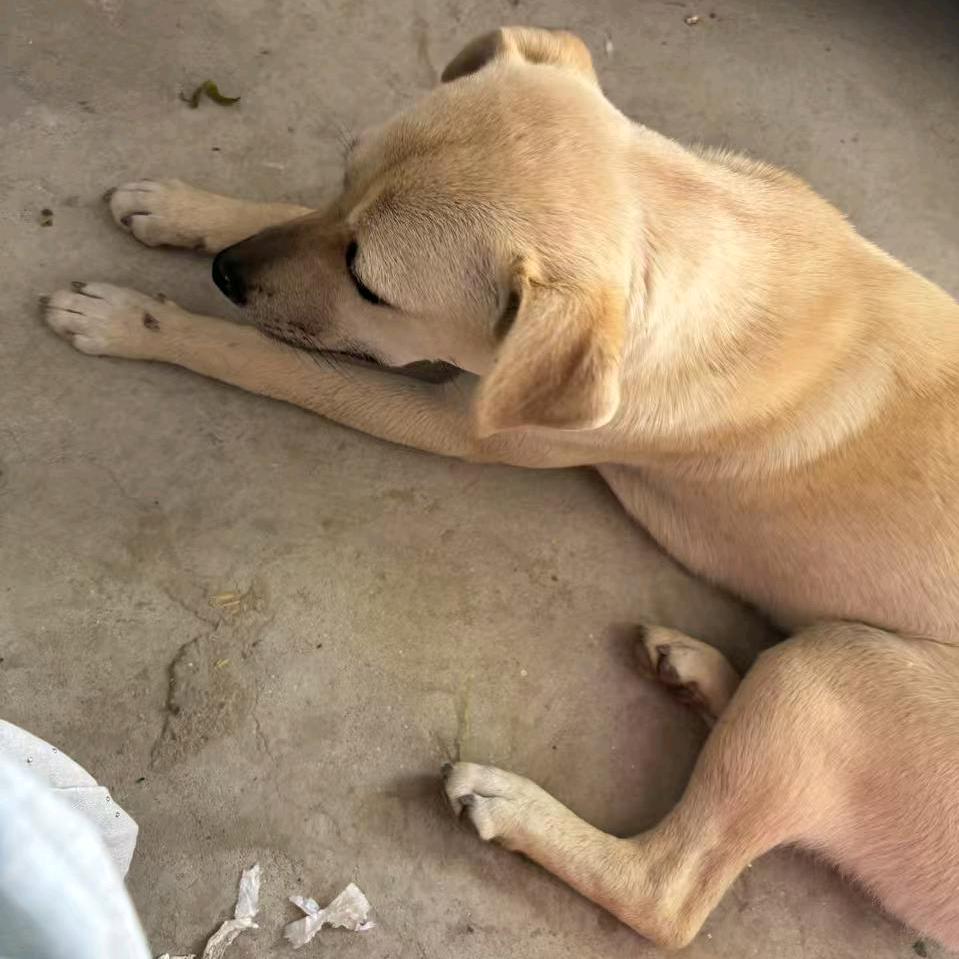 张好了