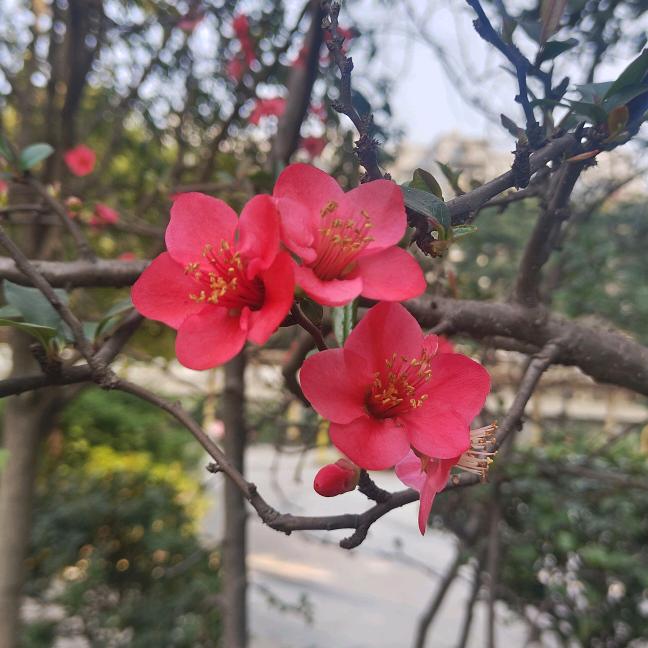 小兰