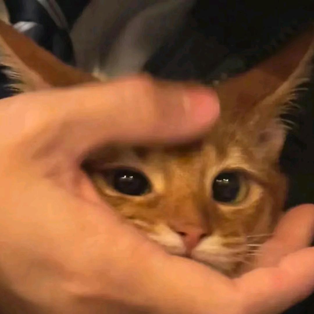 鱼鱼鱼🐟