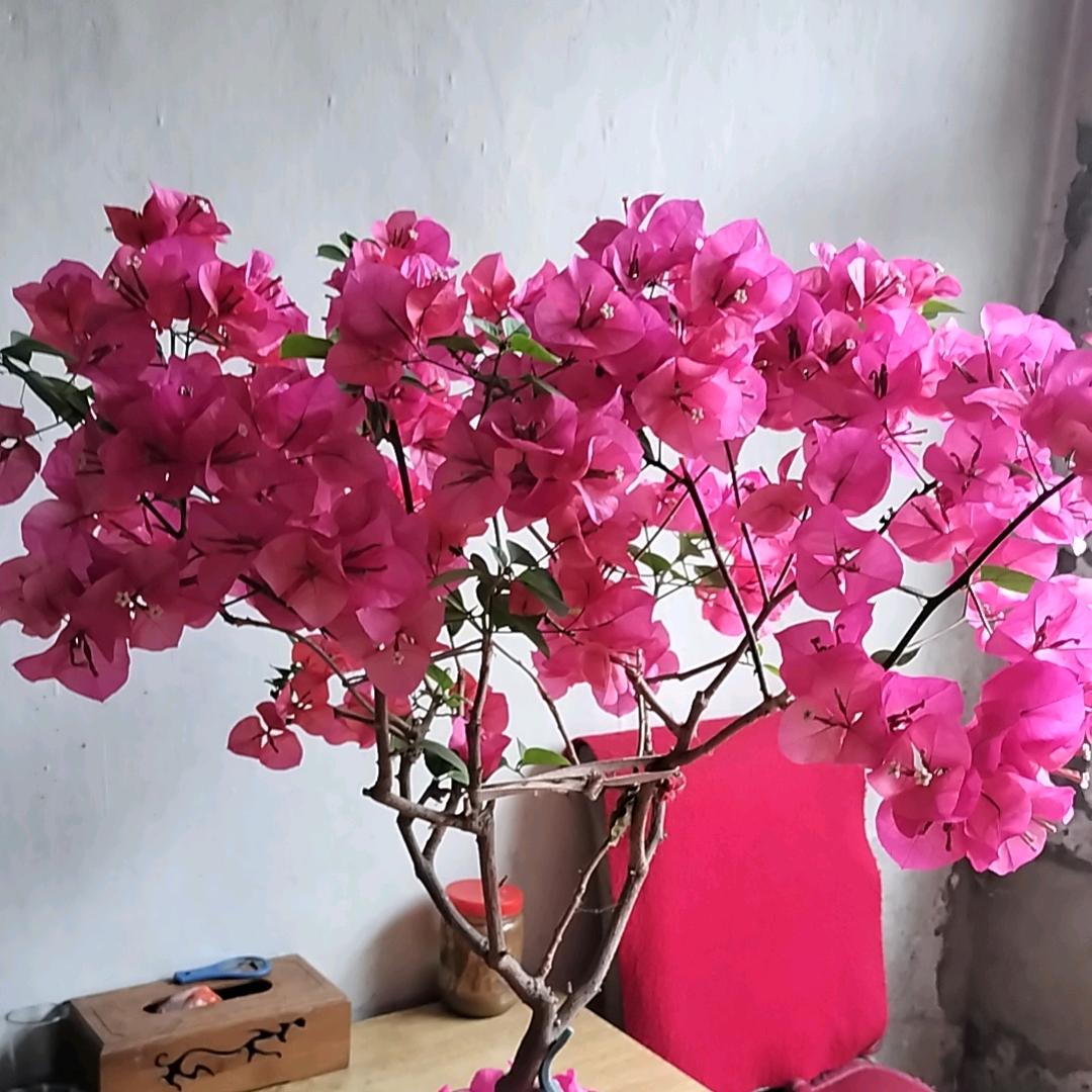 四哥的春天头像