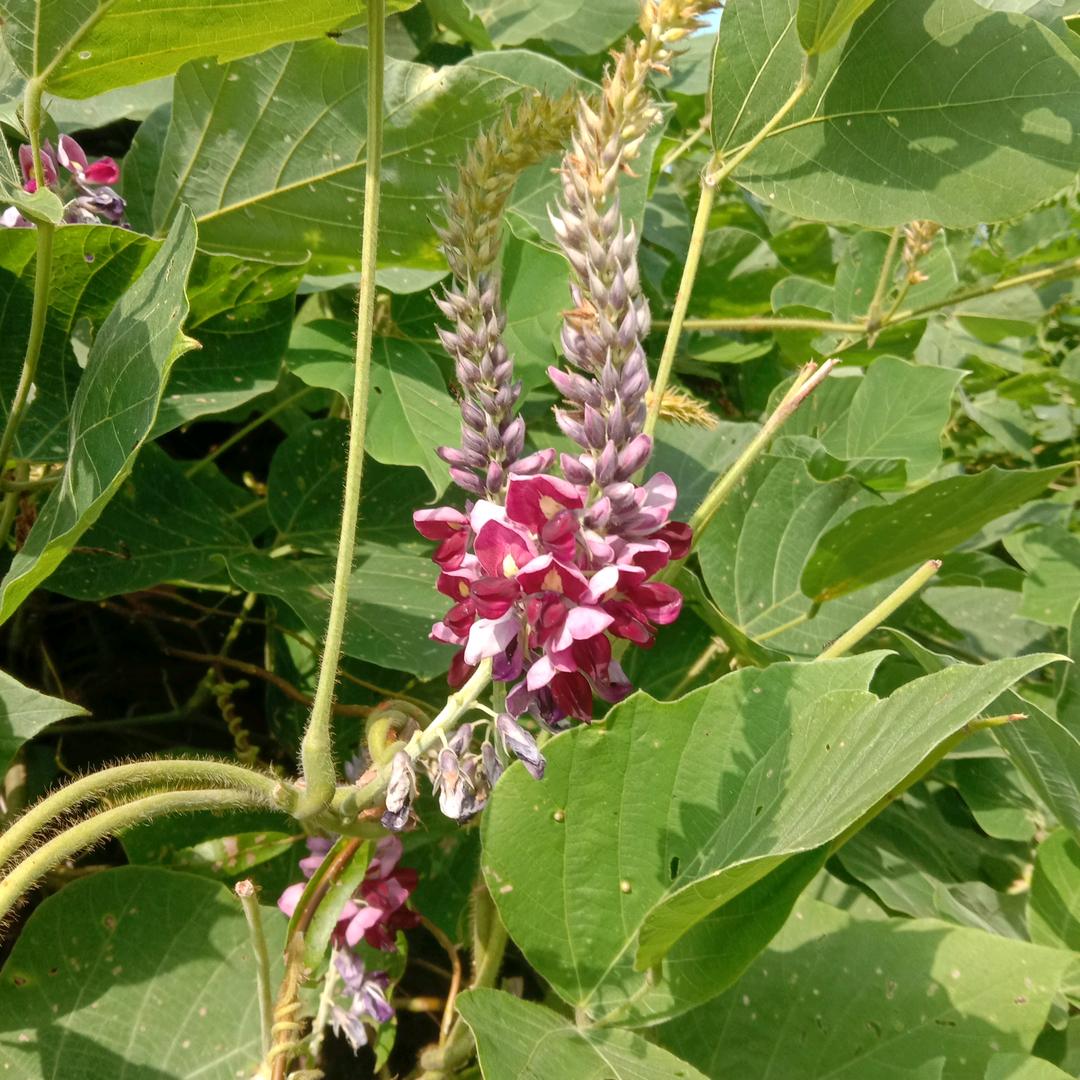 芙蓉花🌺